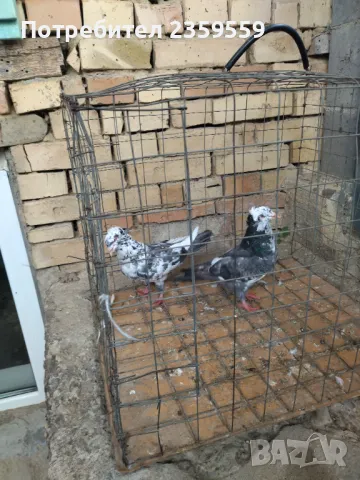 Американски високолетачи , снимка 7 - Гълъби - 48436973