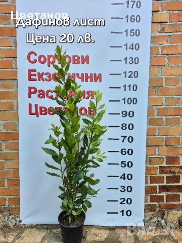 Дафинов лист