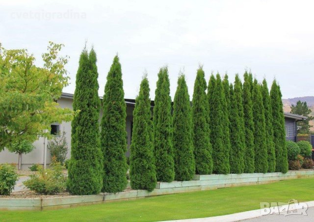 Thuja occ. Smaragd (Туя Смарагд), снимка 2 - Градински цветя и растения - 43365541