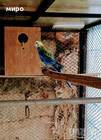 Жълтоглава розела !, снимка 6 - Папагали - 53406872