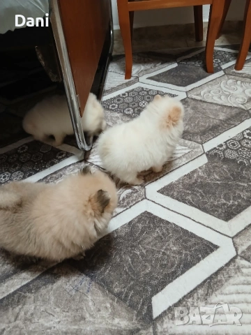 Mini Pomeran, снимка 3 - Померан - 53567326