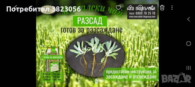 Мурсалски чай разсад, саксия, пикиран в кофички, семе