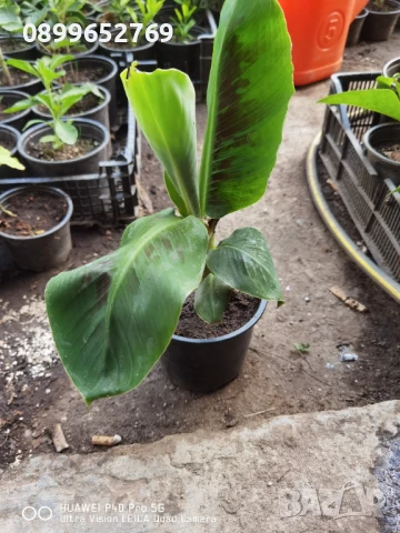 Стаен банан