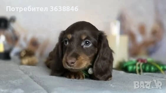 Дългокосмест мини дакел, снимка 2 - Дакели - 53047034