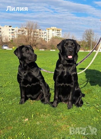 Лабрадор ретривър с родословие