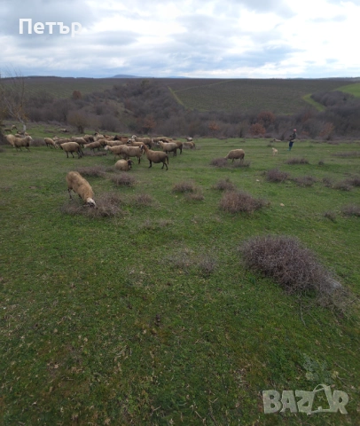 Продавам стадо под Селекция , снимка 5 - Овце - 53585024