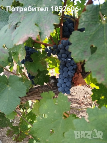 Каберне Совиньон, снимка 1