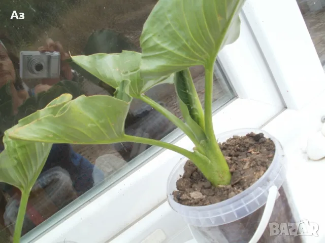 Продавам цветя Кала, снимка 9 - Стайни растения - 48203680