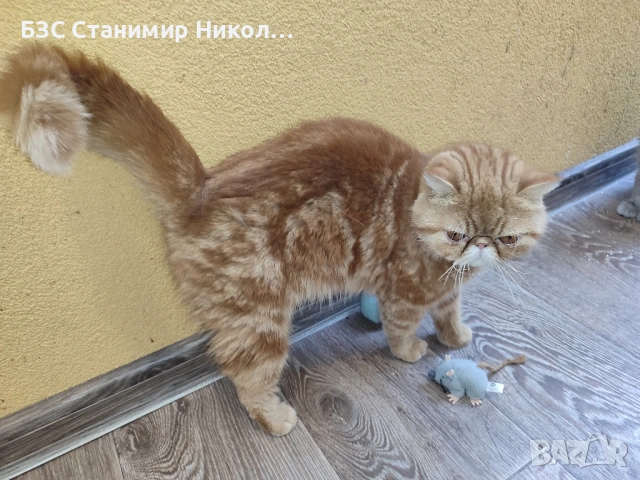 Женски екзотични котки на 2 години и на 5 месеца., снимка 14 - Персийска - 52945926