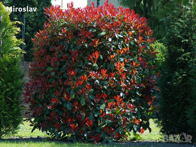 Фотиния-(Photinia Red Robin), снимка 3 - Градински цветя и растения - 33103700