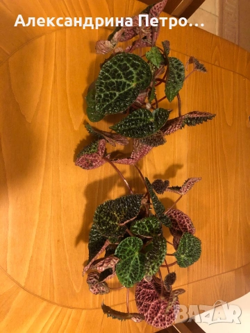 Begonia Melanobullata / Бегония Меланобулата, снимка 5 - Стайни растения - 53488851