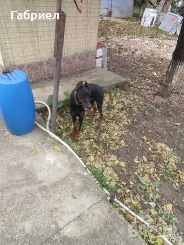 Куче доберман, снимка 3 - Доберман - 52183998