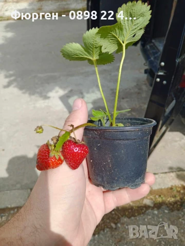  Разсад Ягоди - Налични 24 сорта , снимка 15 - Разсади - 36328854