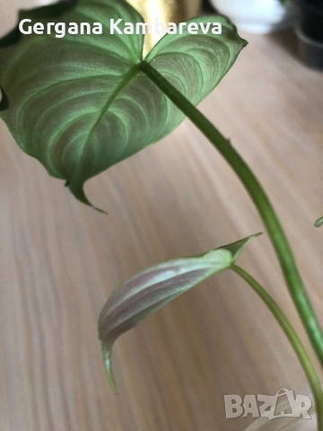 Philodendron Majestic , снимка 2 - Стайни растения - 52019332