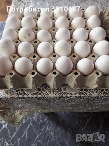 продавам Бял легхорн Ярки, снимка 4 - Кокошки и пуйки - 52951334