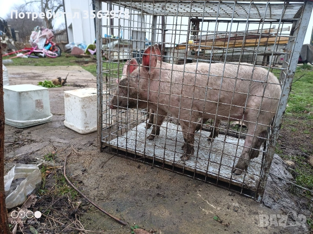 прасенца , снимка 9 - Прасета - 52020221