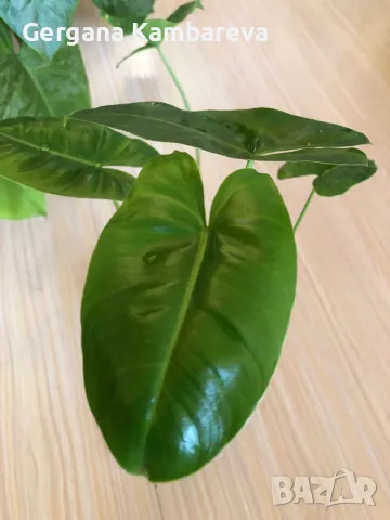 Philodendron Burle Marx , снимка 2 - Стайни растения - 48536930