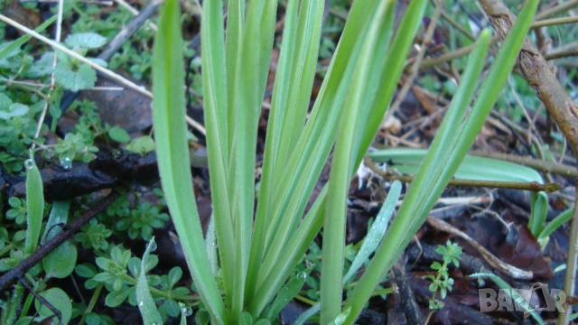 Самардала (Nectaroscordum siculum bulgaricum), снимка 2 - Градински цветя и растения - 53356141