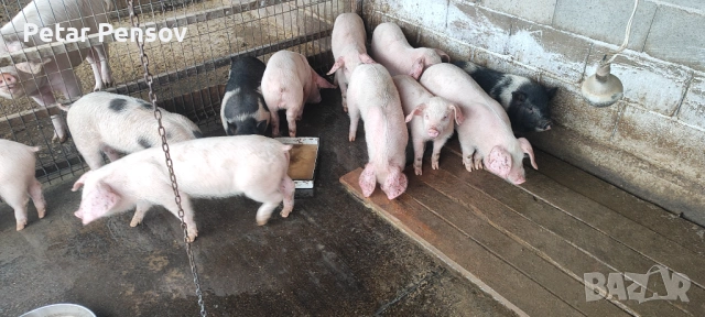 Малки прасета 18-25кг, снимка 2 - Прасета - 53454112