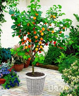 Мини Дръвчета Облагородени и Студоустойчиви, снимка 6 - Разсади - 49334670