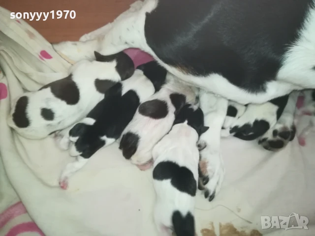 ДЖАК РЪСЕЛ БЕБЕТА 1408252035, снимка 2 - Джак ръсел териер - 51369704