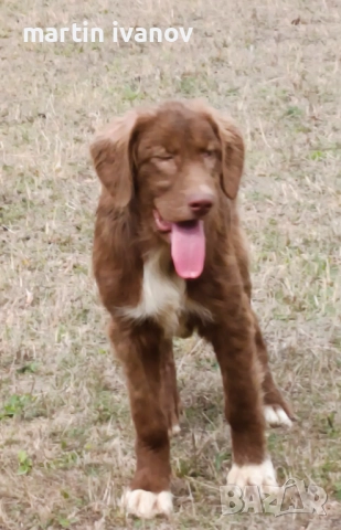 Женска каракачанка, снимка 3 - Каракачанска овчарка - 51698611