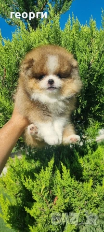 померан померанче, снимка 2 - Померан - 51192800