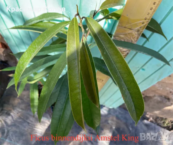 Фикуси различни видове, декоративни растения , снимка 8 - Стайни растения - 47848622