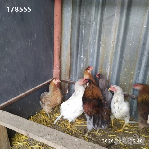 Оплодени яйца от Американска Аракуана!!, снимка 3 - Кокошки и пуйки - 53064001