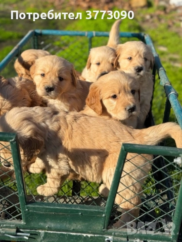 Голдън ретривър кученца , снимка 3 - Голдън ретривър - 52494293