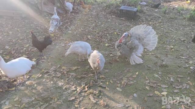 продавам пуйки 15лв килограма, снимка 4 - Кокошки и пуйки - 52826658