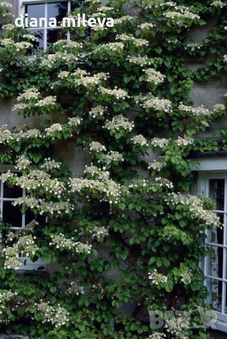 Катерлива Хортензия, Hydrangea anomala petiolaris!!!, снимка 1