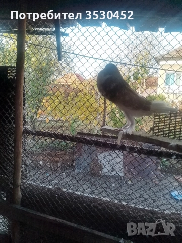Продавам английски гушести гълъби , снимка 2 - Гълъби - 52397503