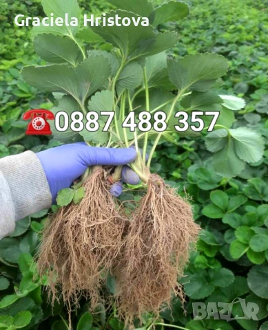 Продавам качествен разсад ягоди тел 0887 488 357 , снимка 3 - Градински цветя и растения - 53465590