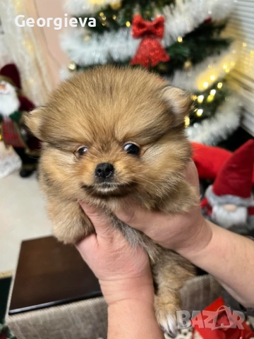 Померан, снимка 5 - Померан - 52698700