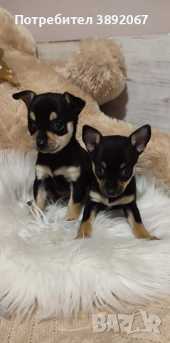 Мини пинчер , момче и момиче 