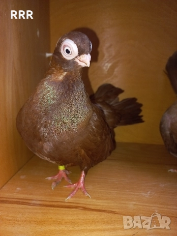 Варненски Гълъби, снимка 5 - Гълъби - 52517436