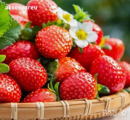 100 бр. ягодови семена от гигантска ягода градинско плодово растение, сладки и вкусни червени ягоди , снимка 5 - Сортови семена и луковици - 47664198