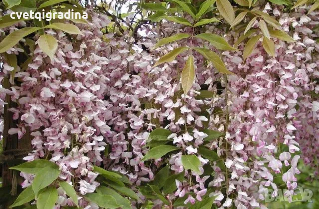 Wisteria Lipstick(Вистерия Червило), снимка 2 - Градински цветя и растения - 49796329