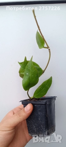Hoya sunrise , снимка 3 - Стайни растения - 52062341