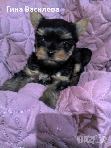 мини йоркширски териер, снимка 1