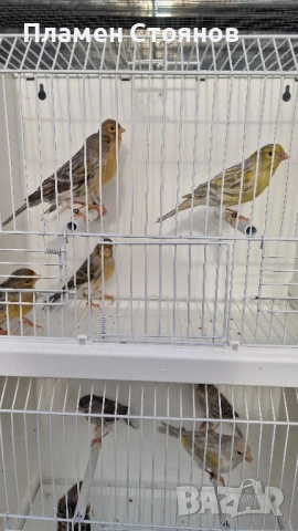 Ахат жълта мозайка,16 мъжки 14 женски., снимка 5 - Канари - 52721354