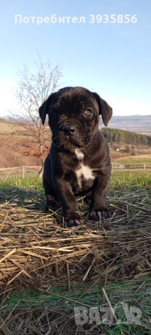 Кане Корсо женски, снимка 4 - Кане корсо - 52732589