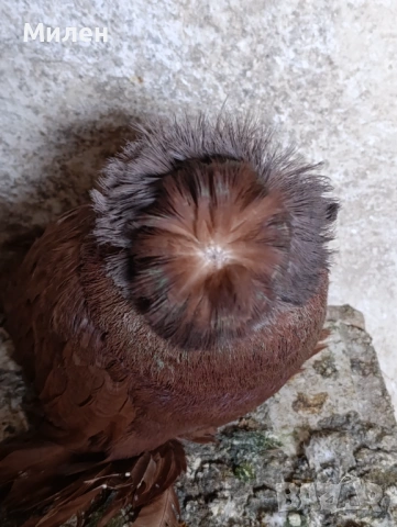 Продавам бухари.червени, жълти,черни,и други цветове , снимка 2 - Гълъби - 53175346