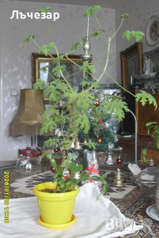 Продавам цвете "ИНДРИШЕ", снимка 2 - Стайни растения - 53269325