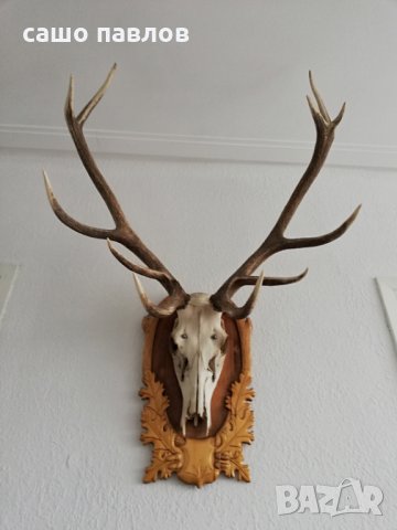 Продавам еленови рога-трофей
