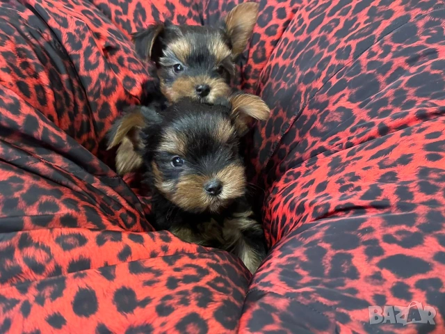 Йоркширски териерчета 