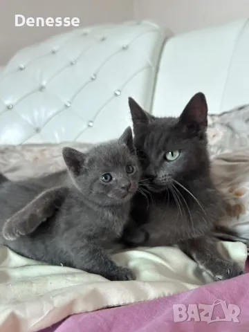 Руски сини котета, снимка 1