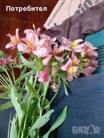 Розова алстромерия