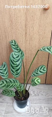 Ктенанте Burle marxii, снимка 1